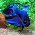Betta (Siamese Fighting Fish) - Betta splendens
