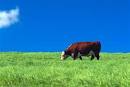 Beef Cattle - Information for beef cattle ranchers