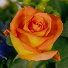 images?q=tbn:ANd9GcQK_ZR9UZnPjOVGPYkSUvo