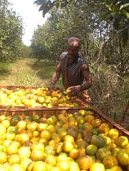Aportan productores de cítricos de Camagüey a la economía nacional