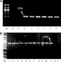 Improved degradation of organophosphate dichlorvos by Trichoderma ...