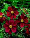 Plant Answers