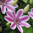 Clematis…Helpful Growing Tips!