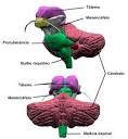 el corte transversal <b>de</b> la