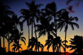costa rican coconuts