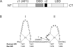 Molecular mechanisms of glucocorticoid action: what is important ...