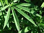 Cannabis sativa — Fotopedia - via Daymix