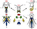 Evidence of common descent - Wikipedia, the free encyclopedia