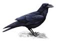 Raven