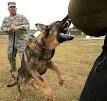 Guard dog - Wikipedia, the free encyclopedia