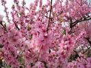 http://www.chinaodysseytours.com/cotmanager/assets/images/news-images/peach-blossom.jpg