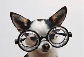 eyeglasses online