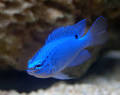 The BLUE Damselfish! » We're All Wet