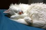 File Sleeping cat white long hair Turkish AngoraJPG