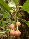 (<b>Monimiaceae</b>)