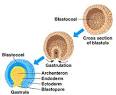 Palaeos Vertebrates: Glossary E-