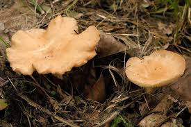 Image result for Clitocybe costata