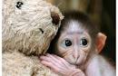 Baby monkey and teddy bear