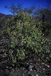 <b>Karwinskia</b> humboldtiana near