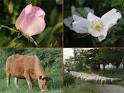 Classifying Lifeforms - Geography For Kids - By KidsGeo.
