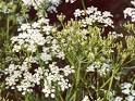 Spice Pages: Caraway Seeds (Carum carvi)