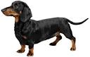 Dachshund pronunciation