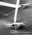 Science in Seconds Blog