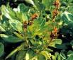 <b>Picrorhiza</b> kurroa