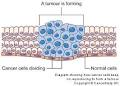 The cancer cell : Cancer Research UK : CancerHelp UK