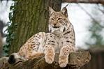 Cat family: Lynx | Global Animals Talk