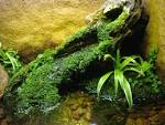How do you grow moss in a terrarium - Caudata.org Newt and ... 