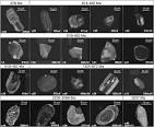 Zircons and clay from morainal Permian siltstone at Mt Rymill (73 ... 