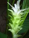 Curcuma longa in flower | The Medieval Garden Enclosed | The ...