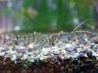 Phylum|:Arthropod. - via Daymix