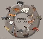 Canidae by ~Snowsilver on deviantART