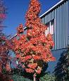 Apollo® Maple