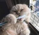 Cat Brush
