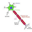 Action potential - Wikipedia, the free encyclopedia