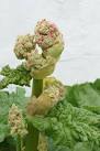 Rhubarb flower in the garden at North Burreldales - via Daymix