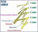 <b>Plexo Lumbar</b>
