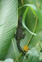 Photos of Panama Rainforest Discovery Center, Gamboa - Attraction ...