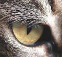 CATS DOMESTIC