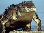 Desktop backgrounds Animal Life All Animals Crocodile