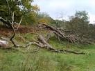The massive Ash tree has exploded with the force of a lightning strike. - via Daymix