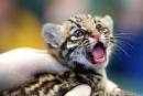 ZooBorns: Ocelot