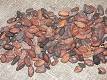 Cocoa bean - Wikipedia, the free encyclopedia