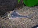 Zierfischzucht Mack: Corydoras semiaquilus