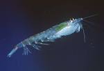 Antarctic Krill (Euphausia superba) 2 higher resolution