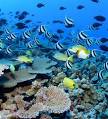 Biodiversity