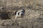 head animal free image - via Daymix